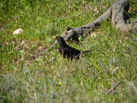 Plancia ëd Turdus merula mauritanicus Hartert 1902