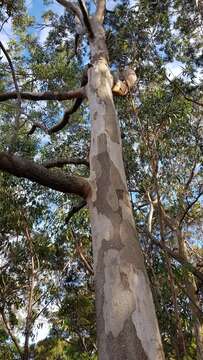 Image of gray gum