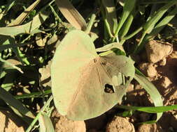 Image of ginger-leaf morning-glory