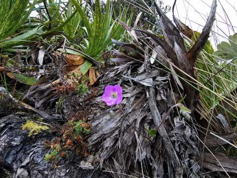 Image of Geranium santanderiense R. Knuth