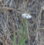 Symphyotrichum lanceolatum var. hesperium (A. Gray) G. L. Nesom的圖片