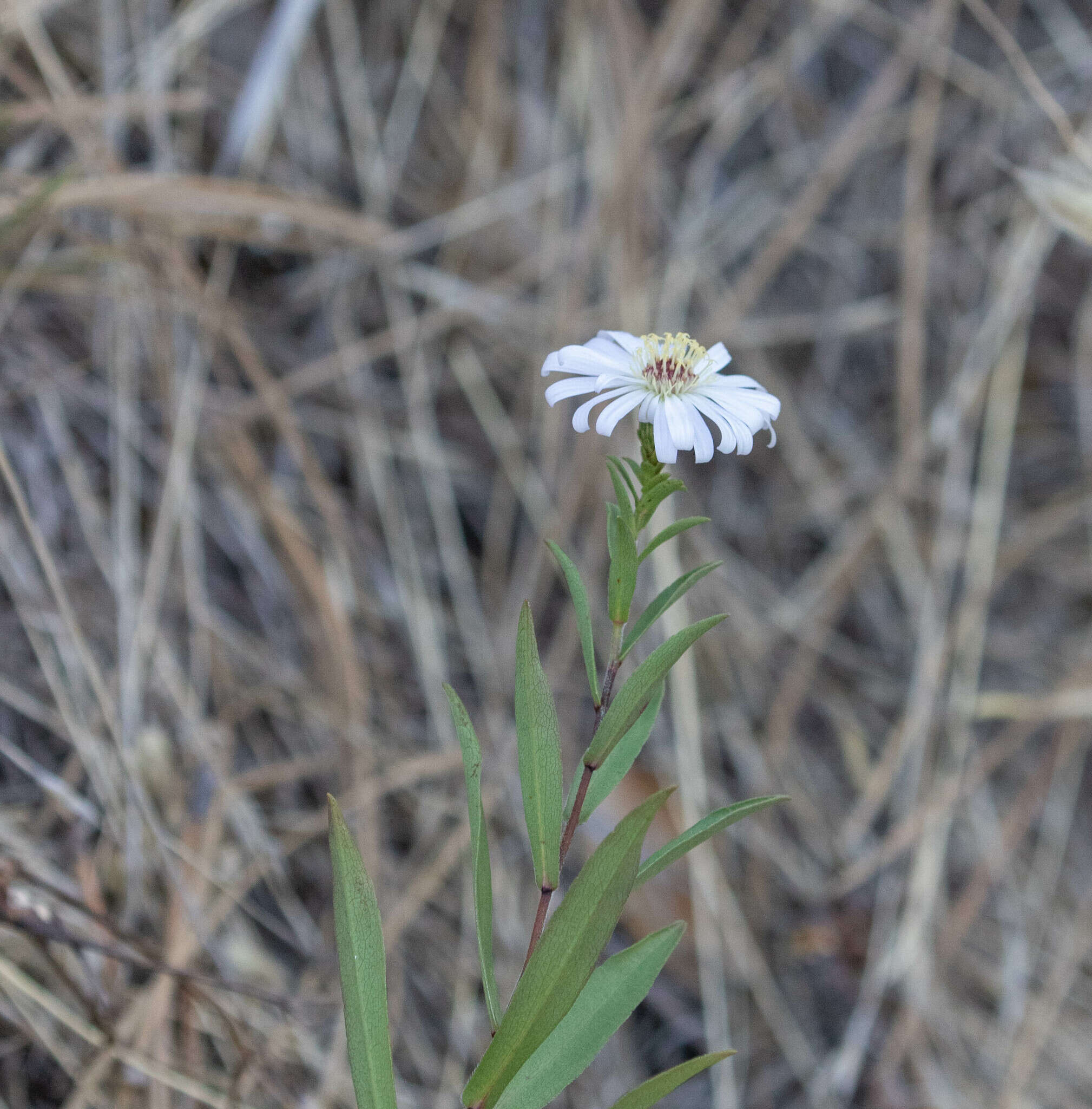 Symphyotrichum lanceolatum var. hesperium (A. Gray) G. L. Nesom的圖片