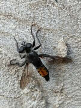 Image de Laphria gilva (Linnaeus 1758)