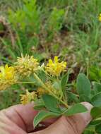 Image of Pearsonia cajanifolia (Harv.) Polhill