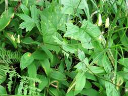 Imagem de Aconitum umbrosum (Korsh.) Kom.