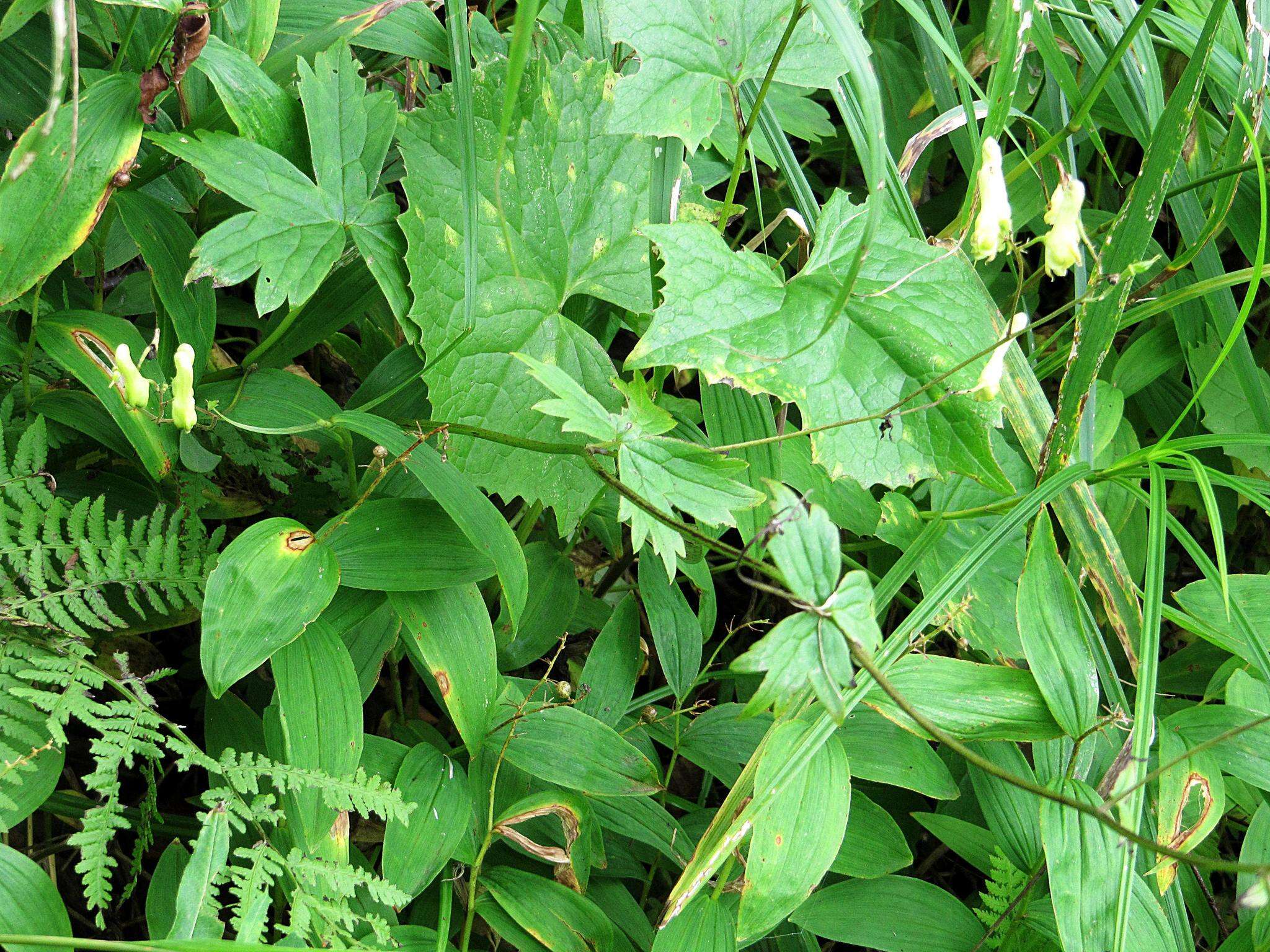 Image of Aconitum umbrosum (Korsh.) Kom.