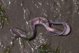 Image of California Hagfish