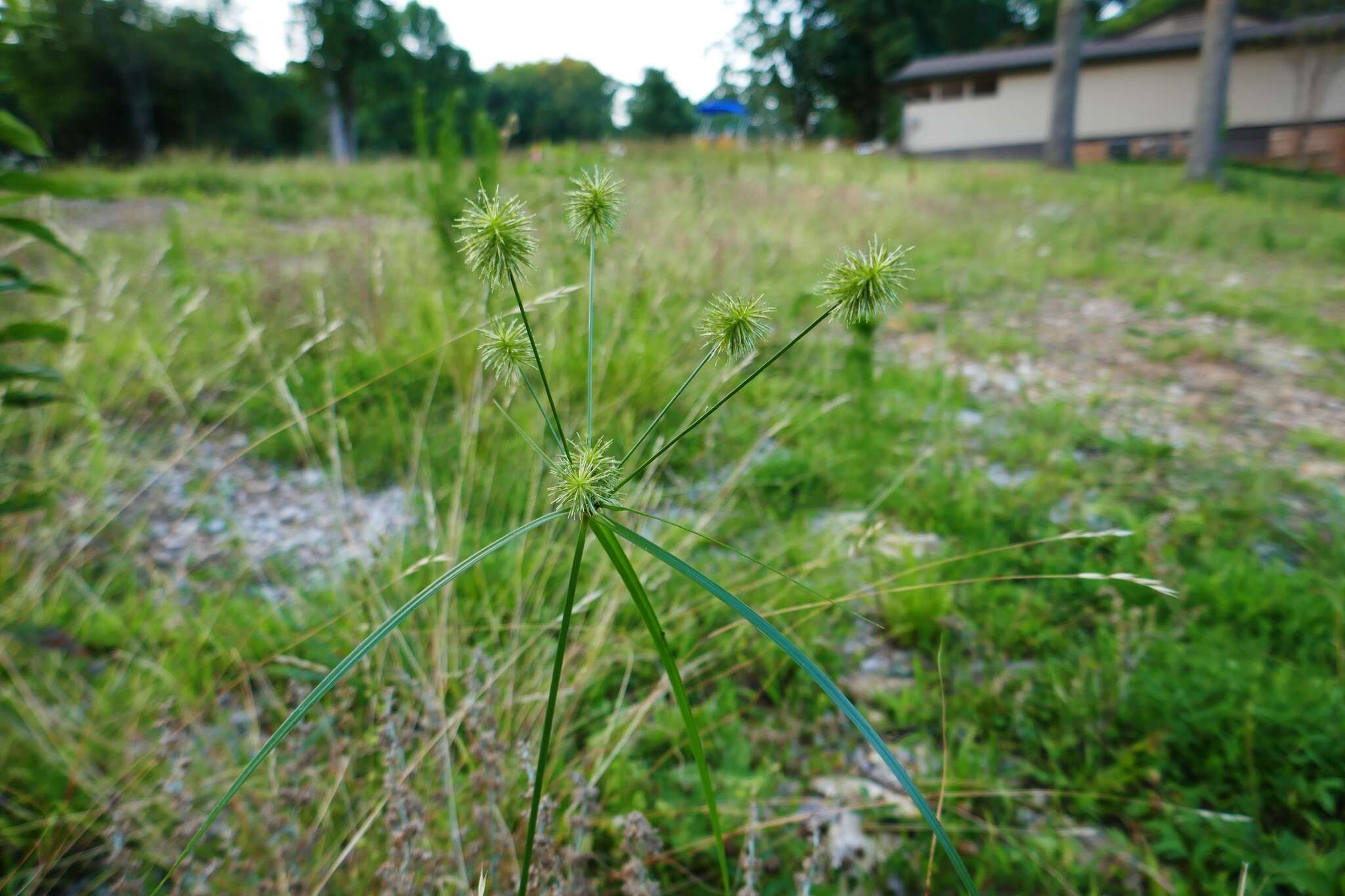 Image of manyflower flatsedge