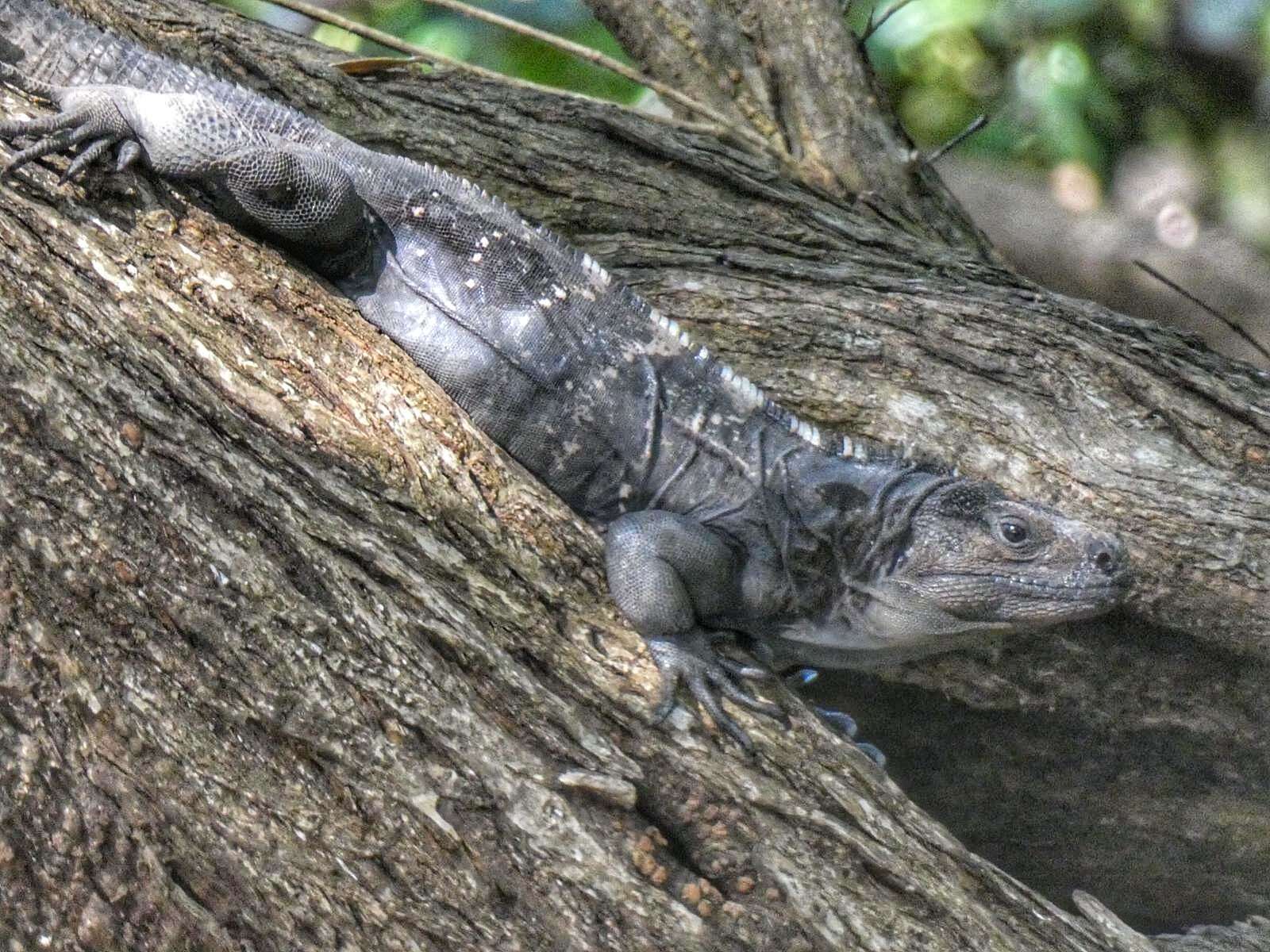 Image of De Queiroz's Spiny-tailed Iguana