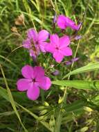 Imagem de Phlox glaberrima subsp. interior (Wherry) Wherry