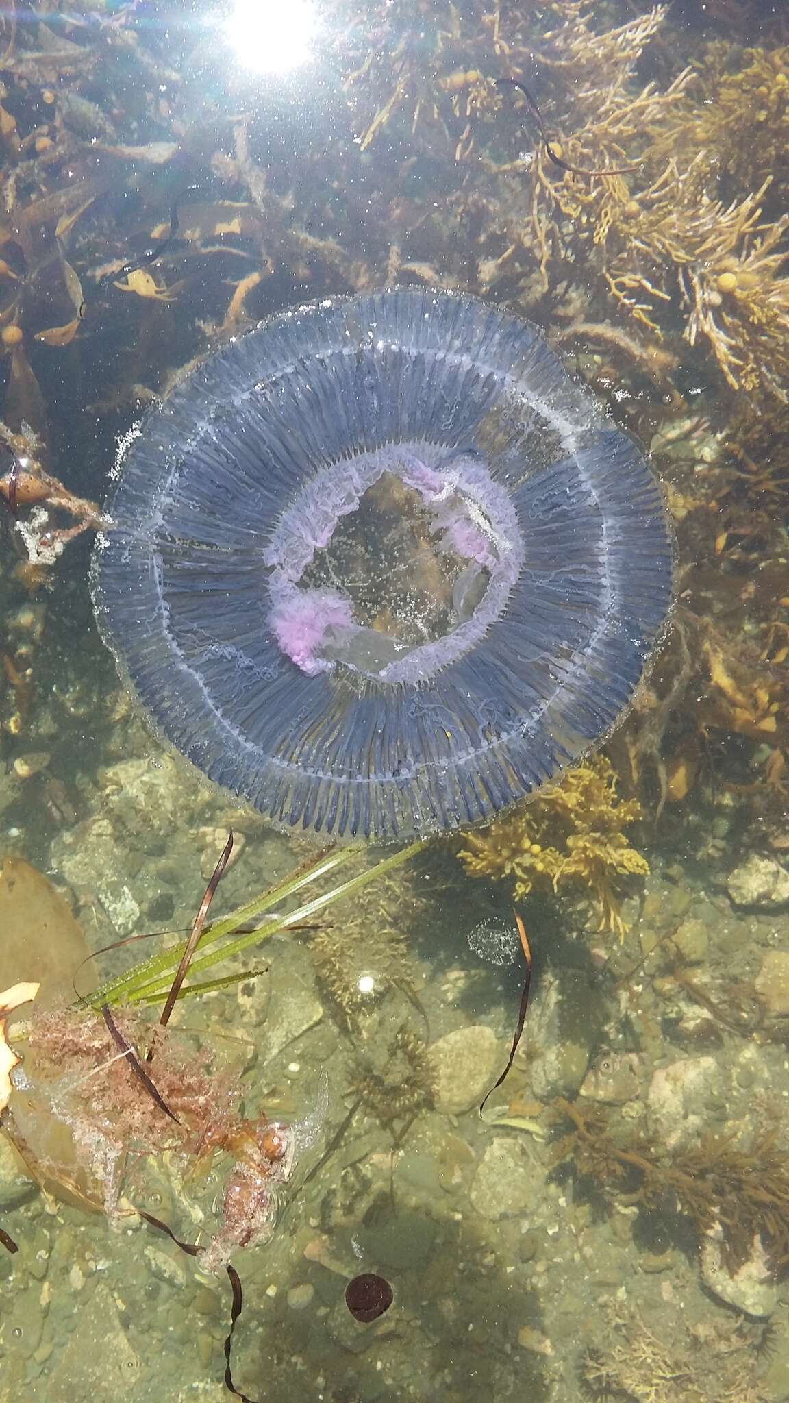 Image of crystal jelly