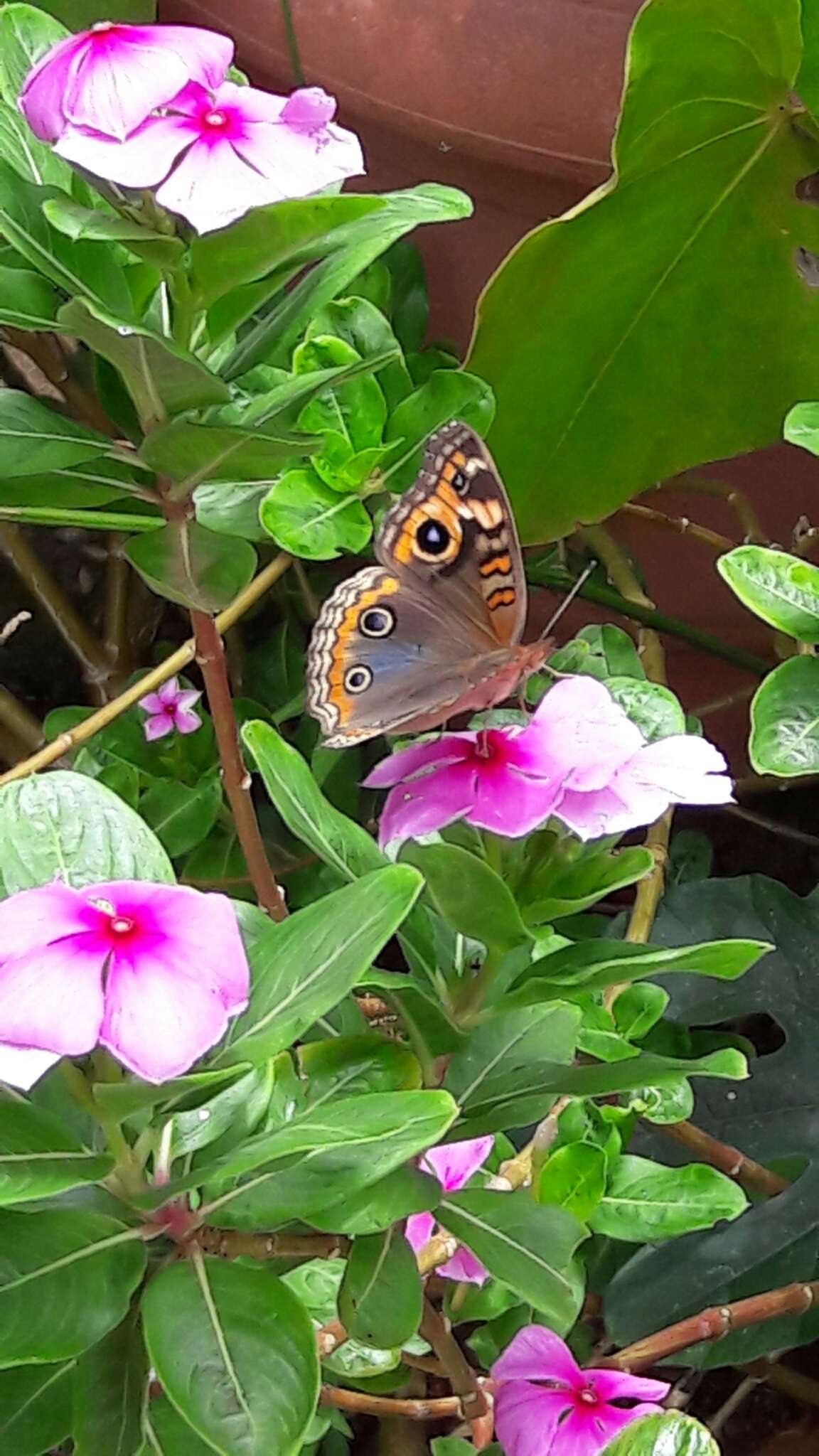 Image of Tropical Buckeye