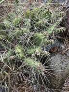 Opuntia columbiana Griffiths resmi