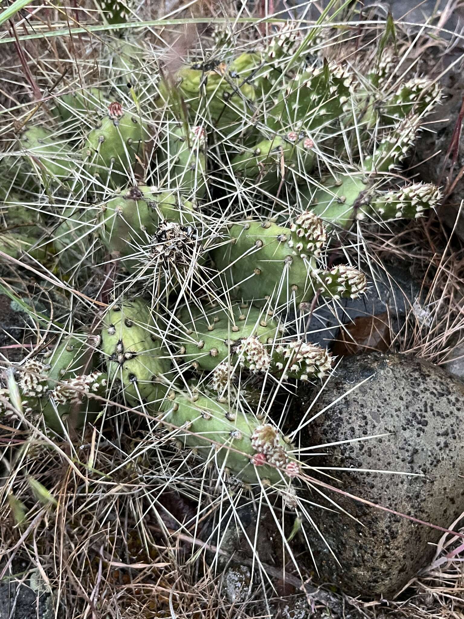 Opuntia columbiana Griffiths resmi