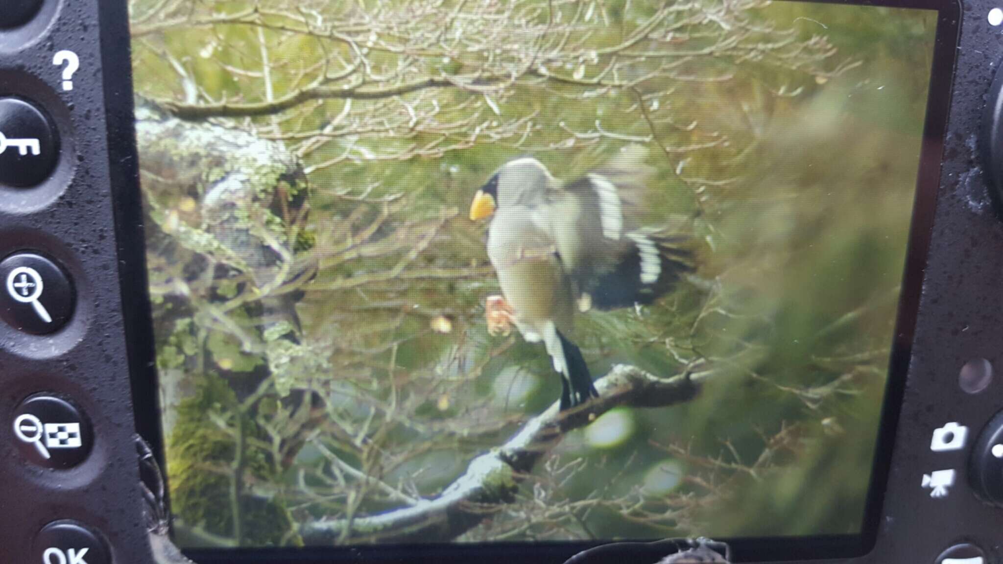 Image of Japanese Grosbeak