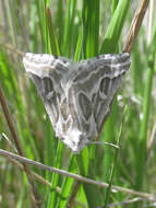 Image of Sagebrush Girdle