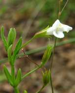 Imagem de Mimulus gracilis R. Br.