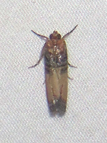 Dasypyga alternosquamella Ragonot 1887的圖片