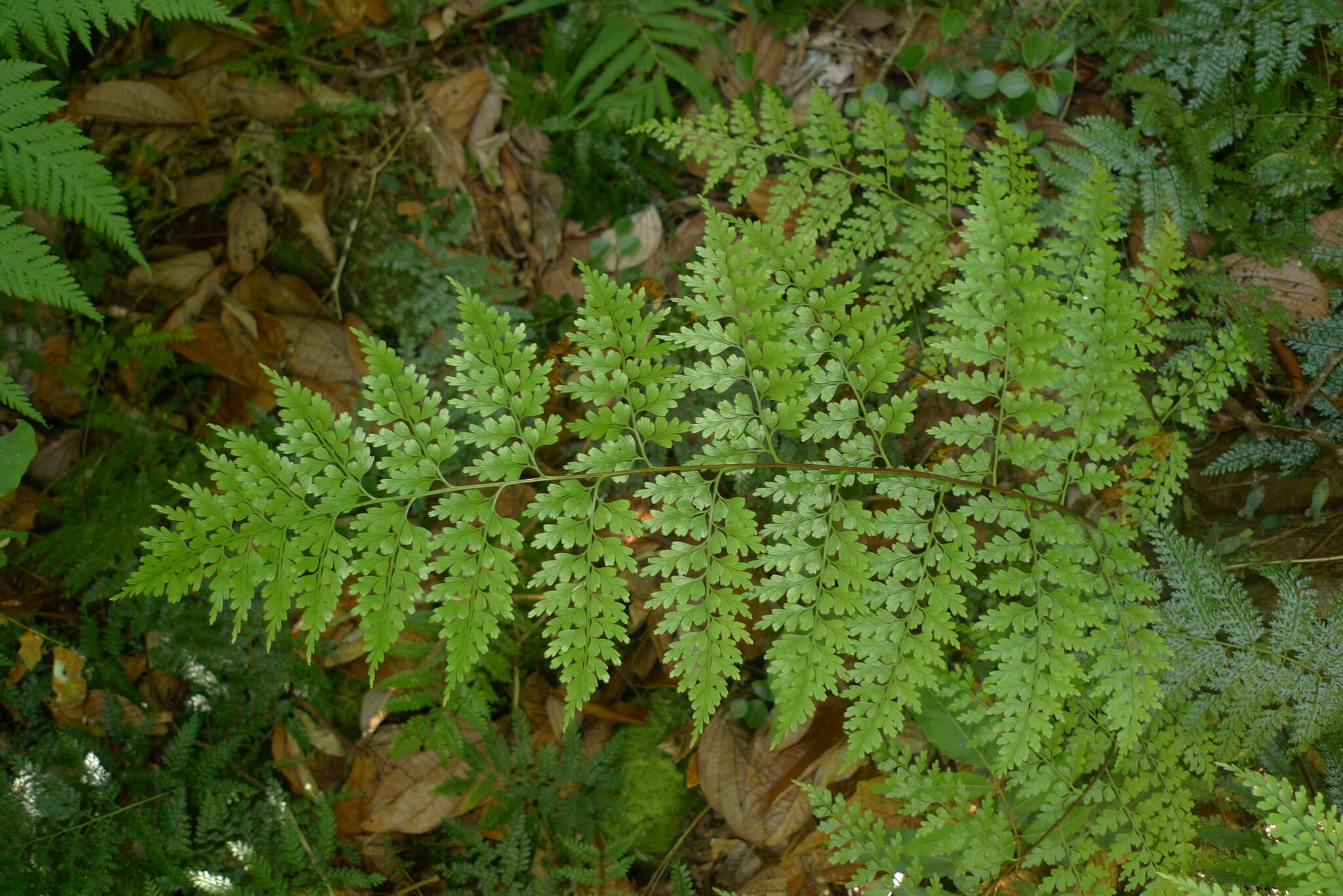 Image of Johnstone River fern