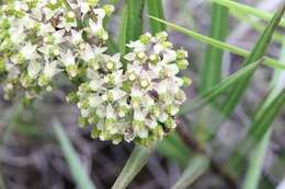 Image of Xysmalobium involucratum (E. Mey.) Decne.