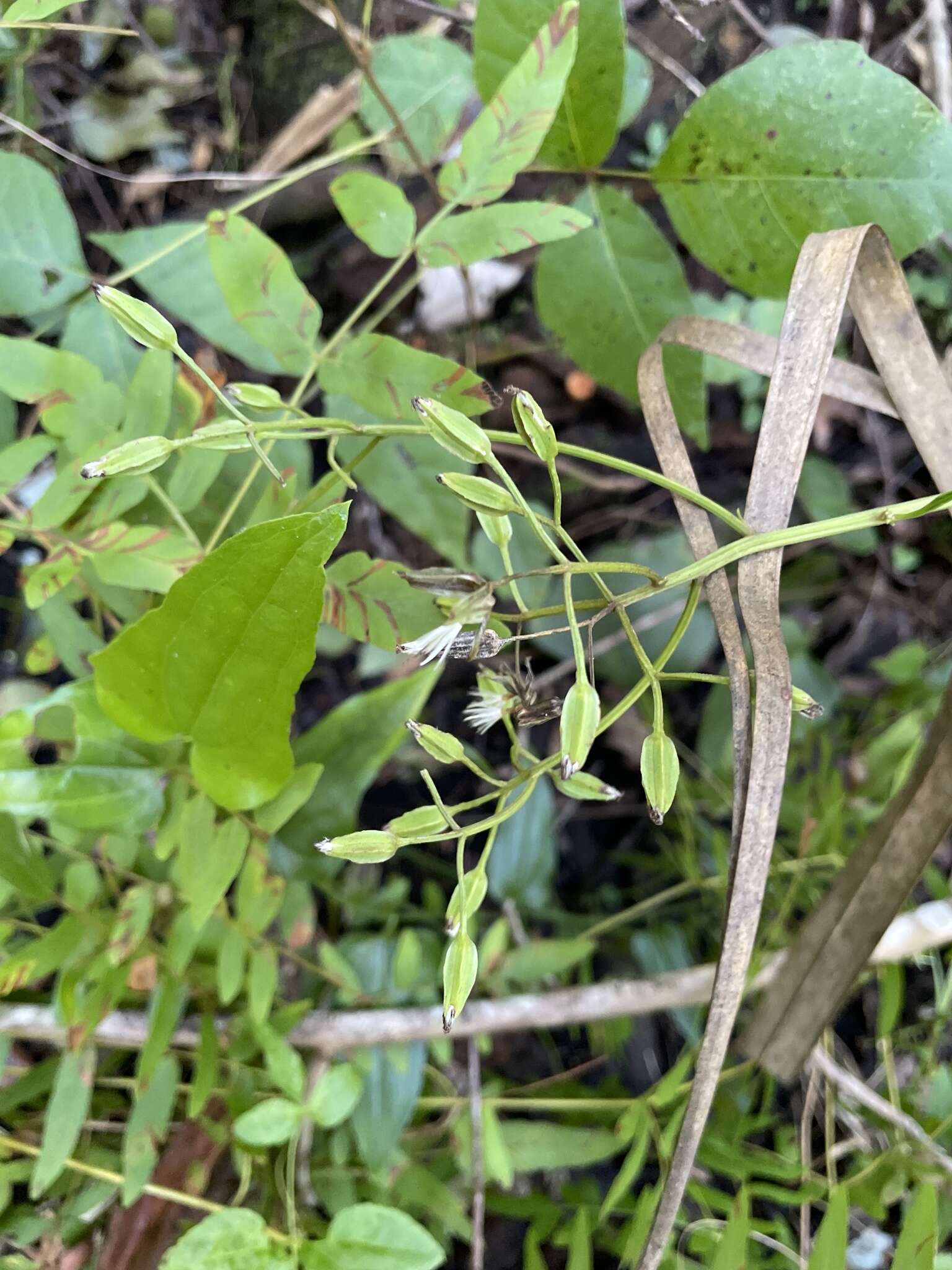 Image of variableleaf Indian plantain