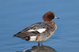 Image of Eurasian Wigeon