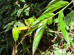 Image of Heliconia hirsuta L. fil.