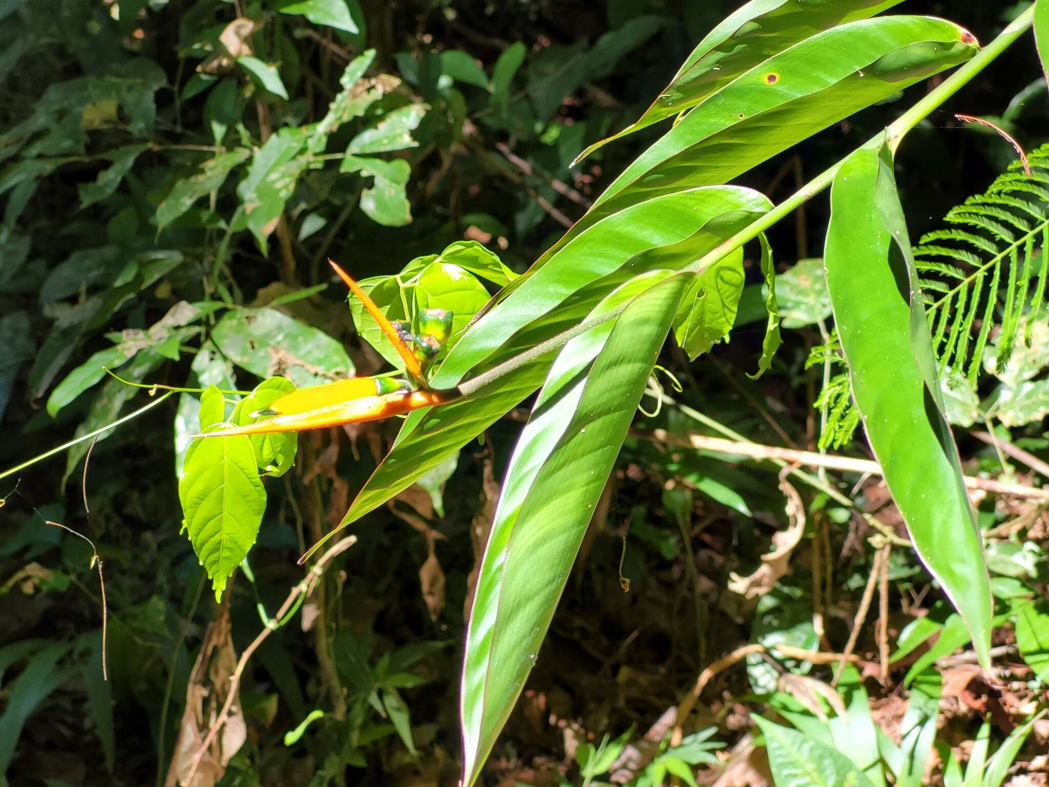 Image of Heliconia hirsuta L. fil.