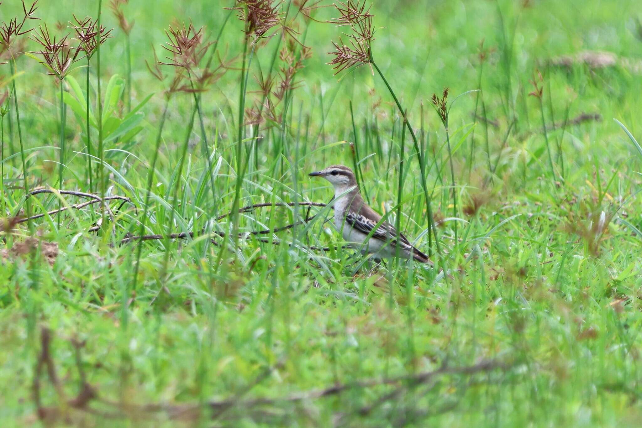 Image of White-shouldered Triller