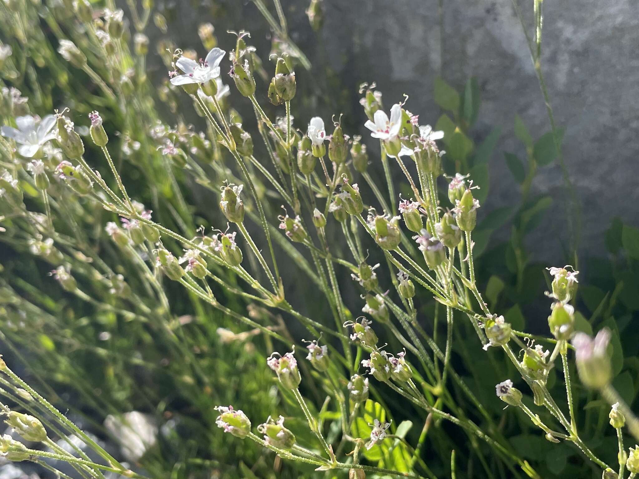 Image of fescue sandwort