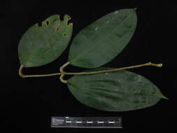 Image of Hoya macrophylla Bl.