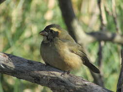 Image of Golden-billed Saltator