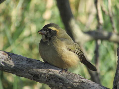 Image of Golden-billed Saltator