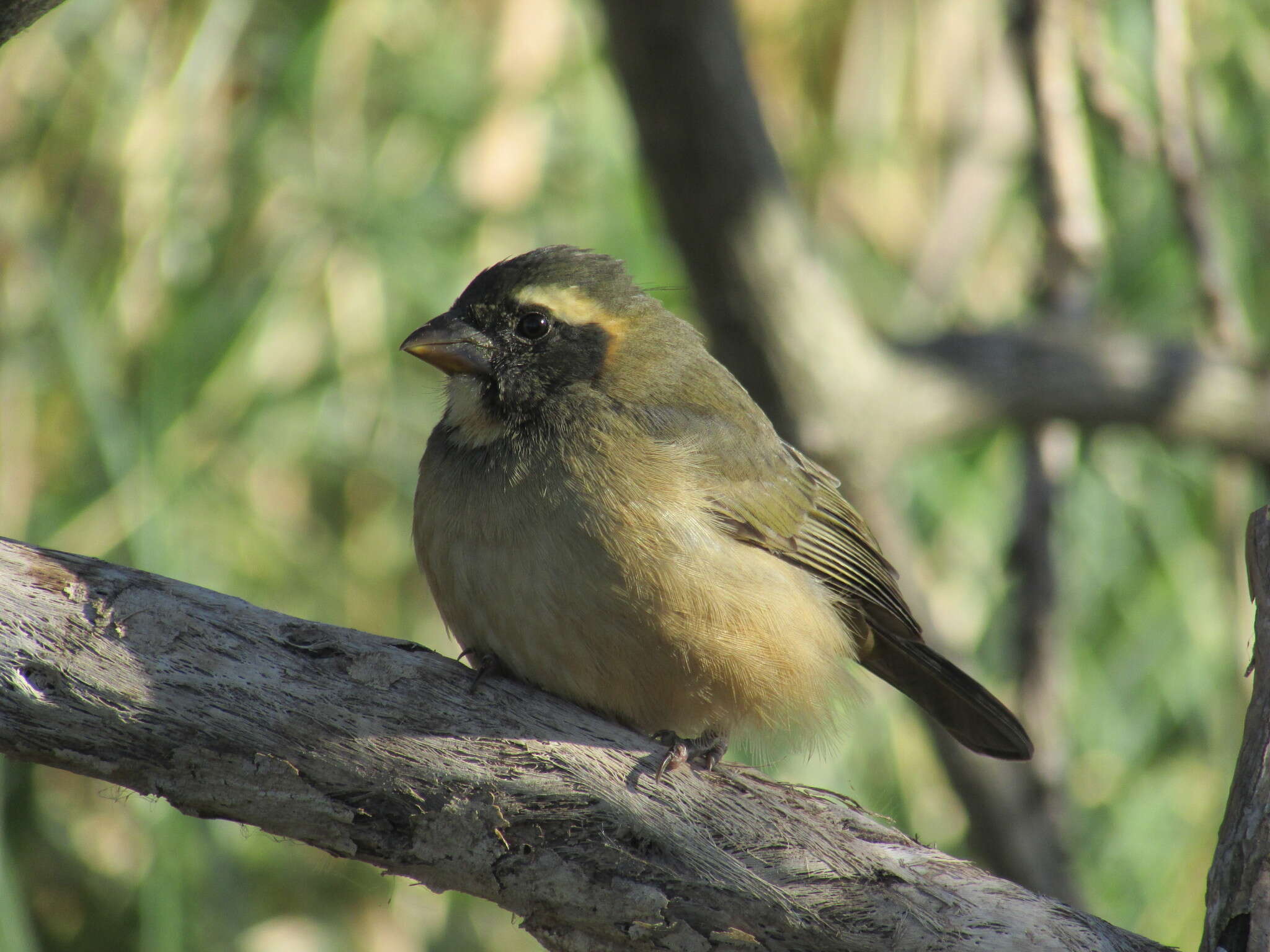 صورة Saltator aurantiirostris Vieillot 1817