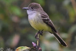 Image of Pale-edged Flycatcher