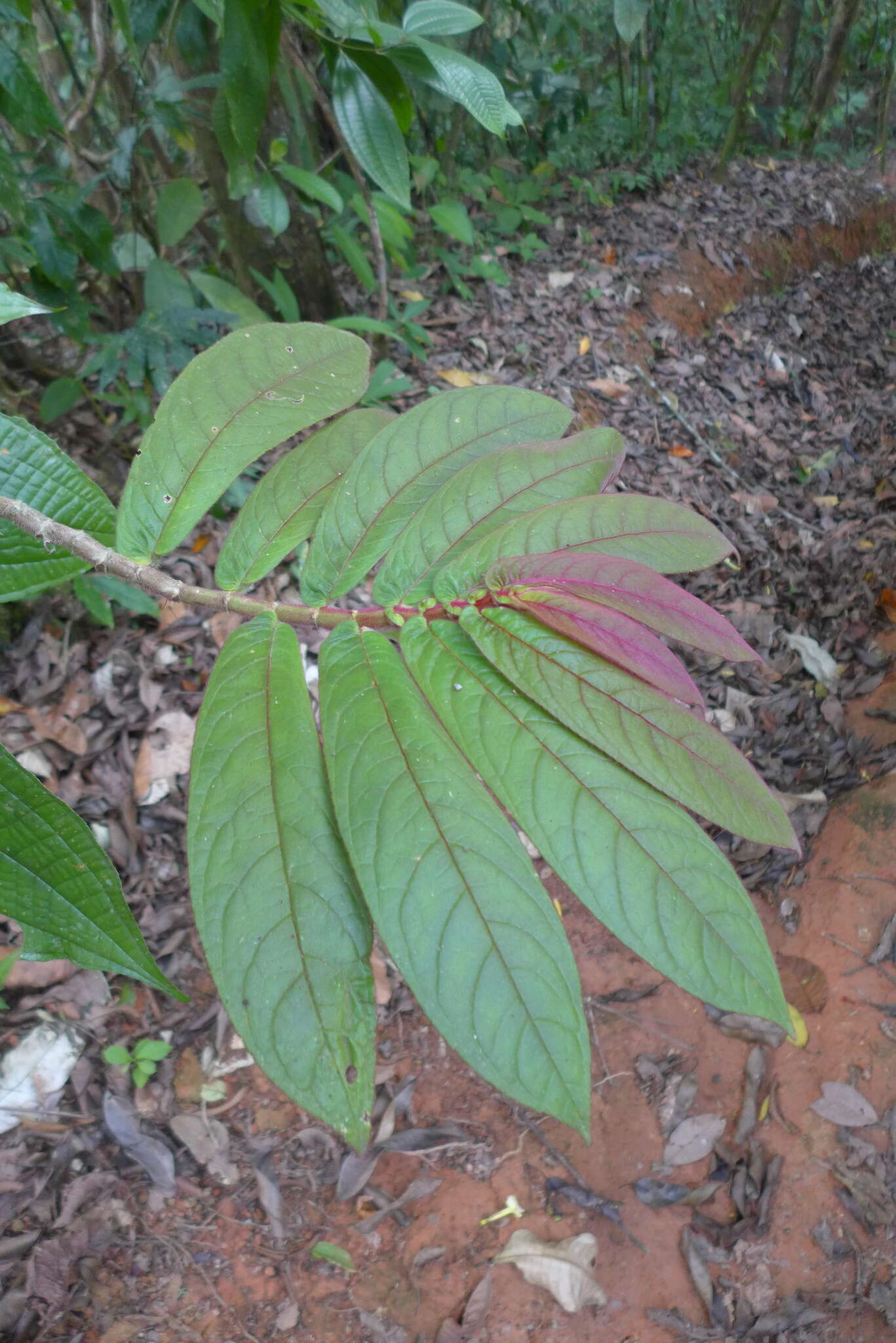 Image of Columnea polyantha (Wiehler) L. E. Skog