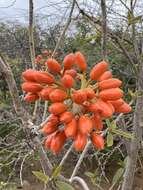 صورة Cordia rickseckeri Millsp.