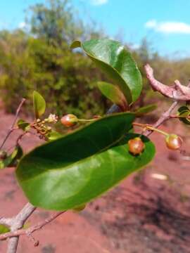 Image of Psorospermum malifolium Baker