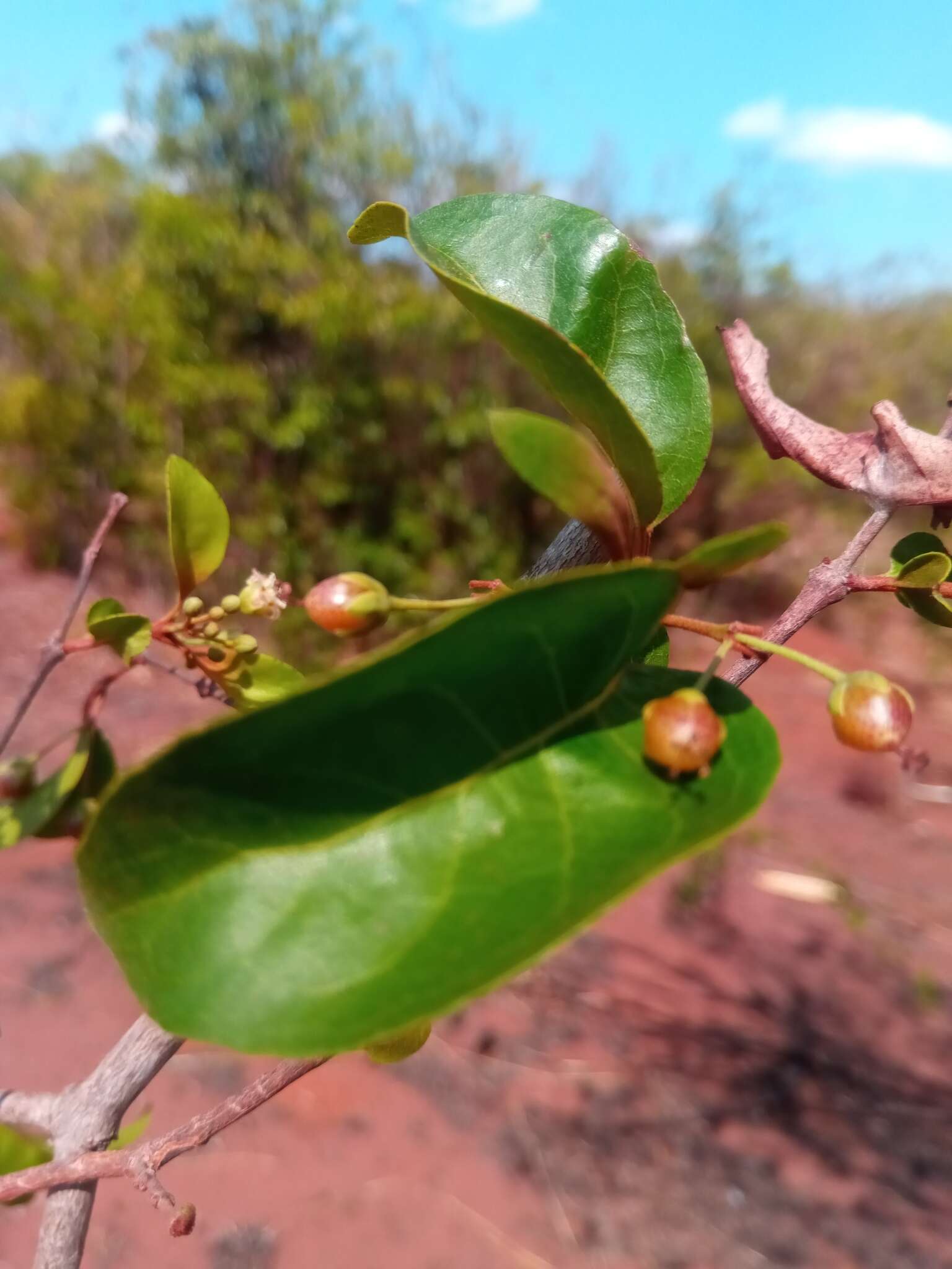 Image of Psorospermum malifolium Baker