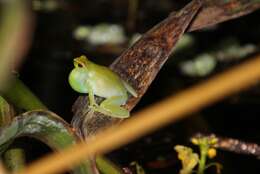 Image of Orinoco lime treefrog