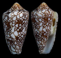 Image of Conus bratcherae (Petuch & Berschauer 2019)