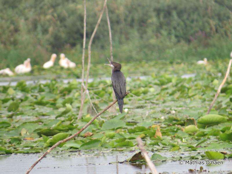 Image of Pygmy Cormorant