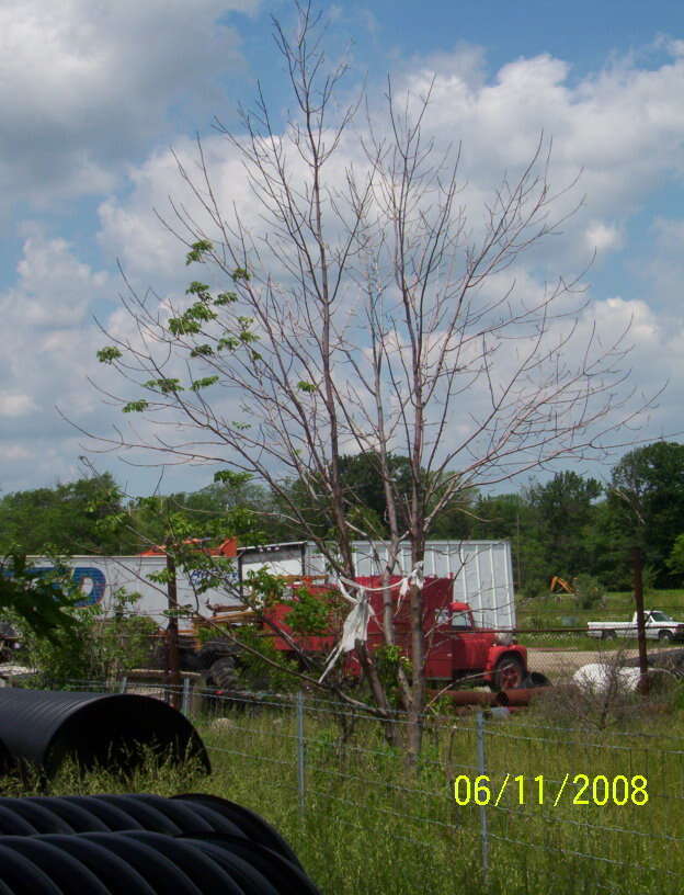 Image of Fraxinus pennsylvanica var. pennsylvanica