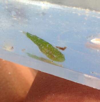 Image of Emerald Clingfish