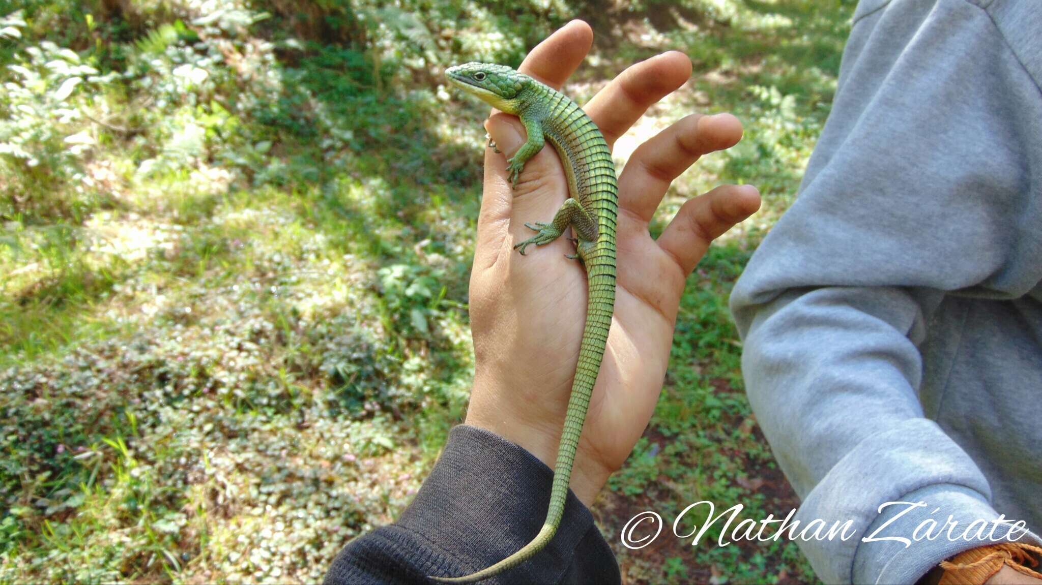 Слика од Abronia graminea (Cope 1864)