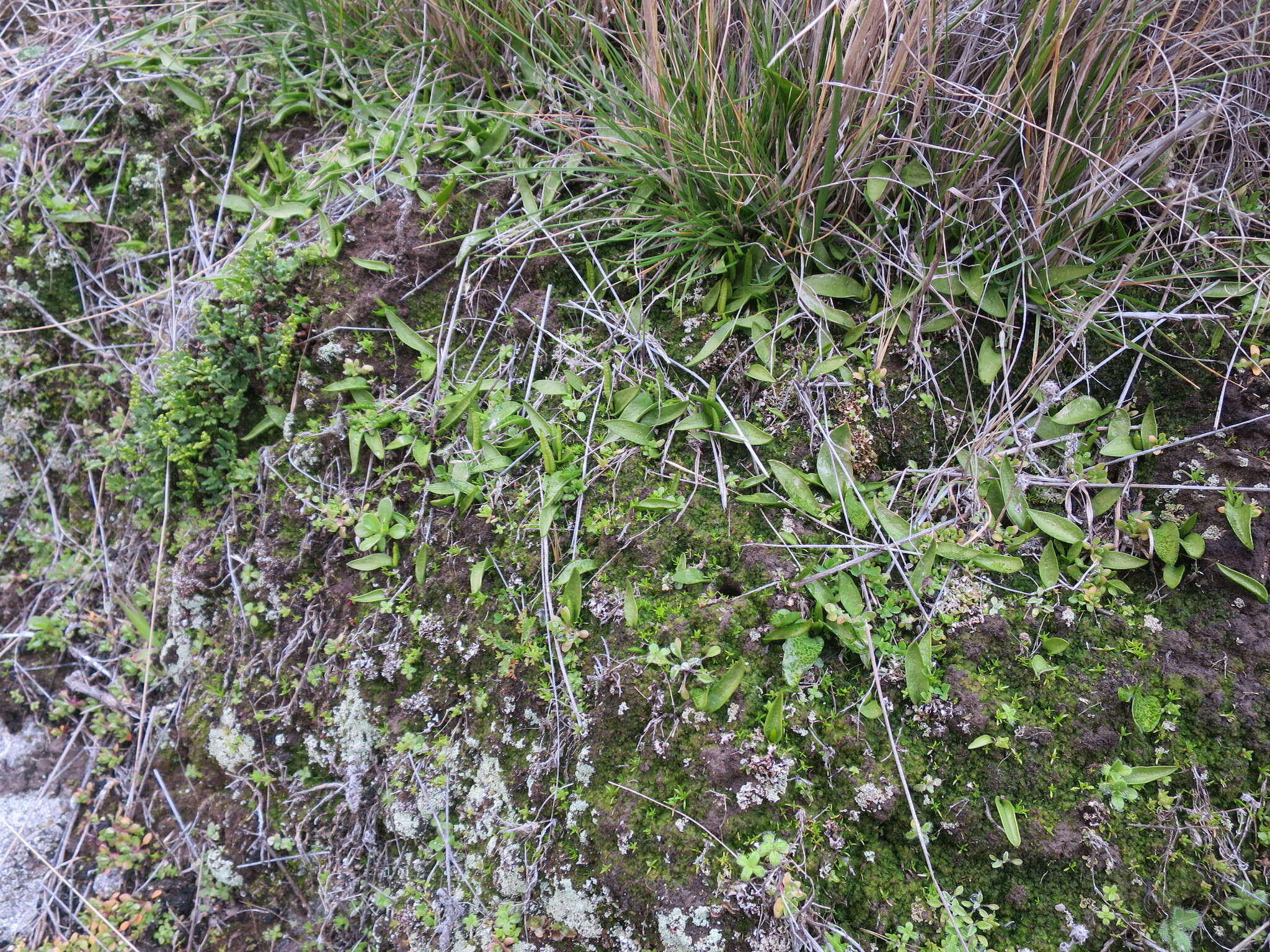 Image of Ophioglossum coriaceum A. Cunn.