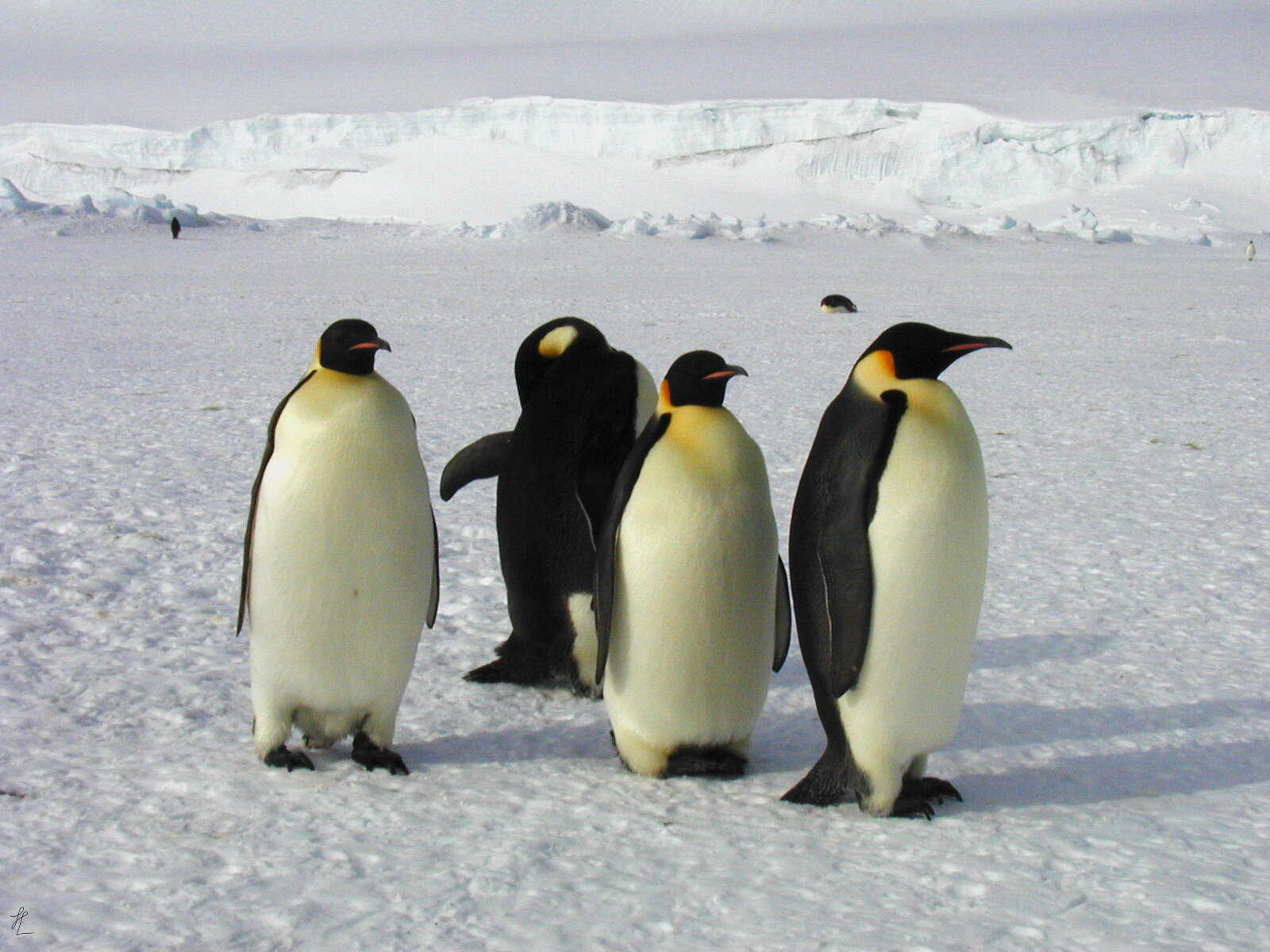 Image of Emperor Penguin