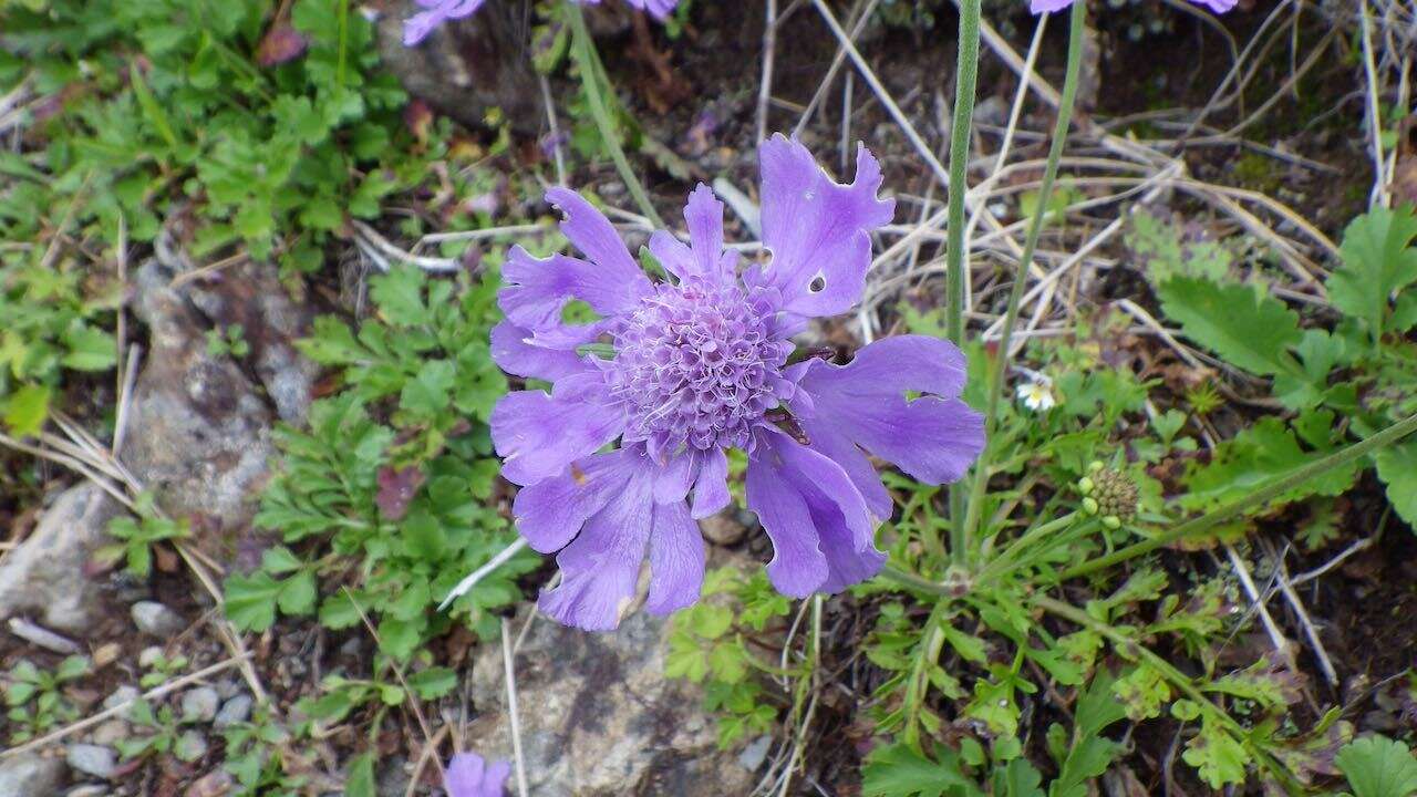 Image of Lomelosia japonica (Miq.)