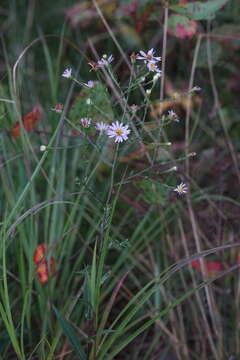 Image de Symphyotrichum rhiannon Weakley & Govus