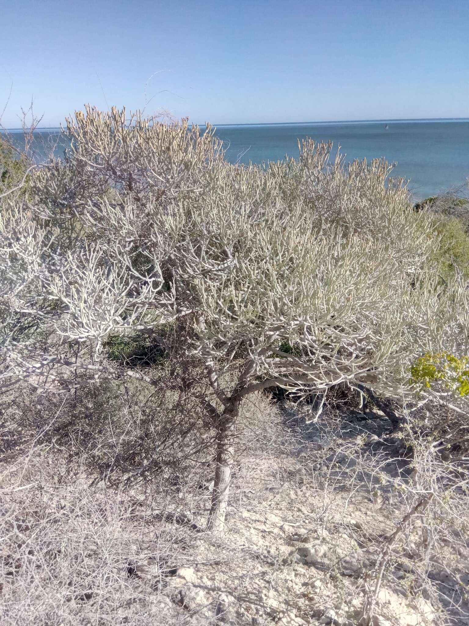 Image of Euphorbia fiherenensis Poiss.